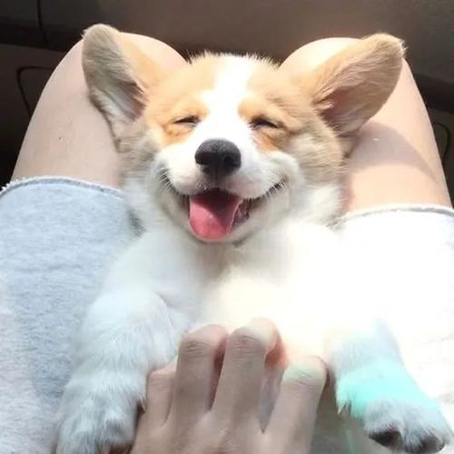 Pomeranian用户头像